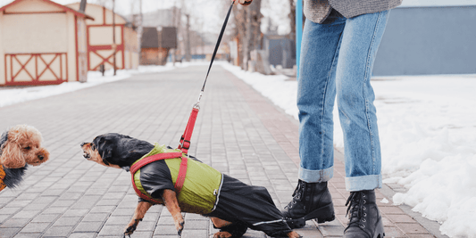 Hundeaggression an der Leine: Ursachen & Lösungsansätze