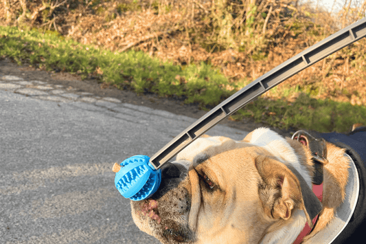 Das Bild zeigt einen Englische Bulldogge die mit der Nase gegen einen Targetstick stubst
