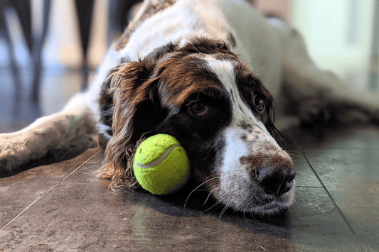 Kopfarbeit für Hunde: 10 Beschäftigungsideen für drinnen