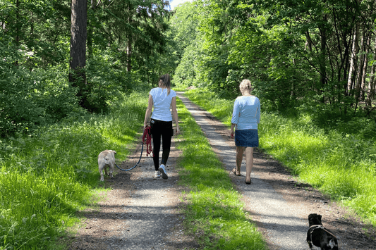 Das Bild zeigt einen entspannten Hund beim Spaziergang, während das Training zur Leinenführigkeit stattfindet.