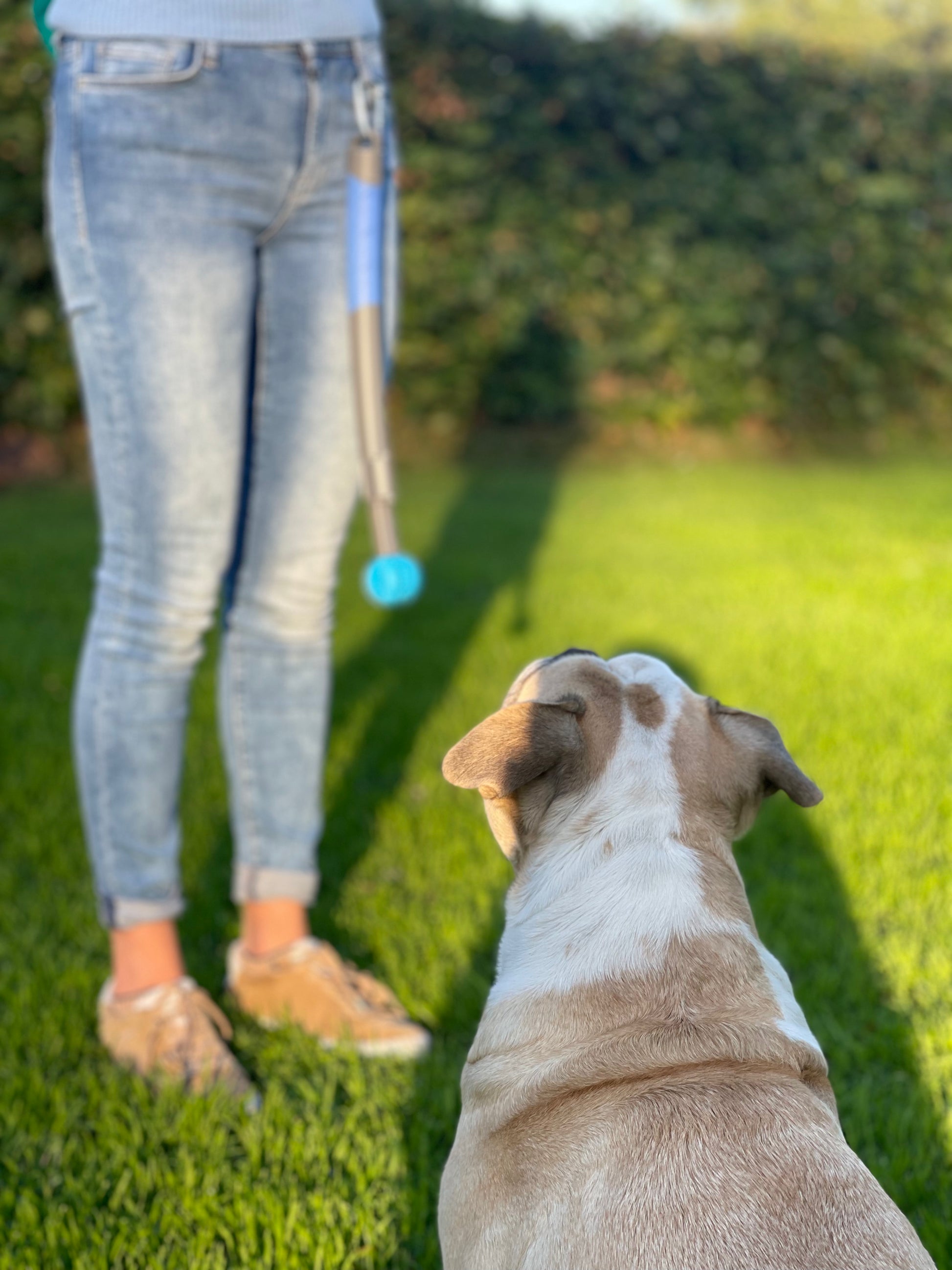 Ein Hund der konzentriert ist auf Training mit dem Snackstick