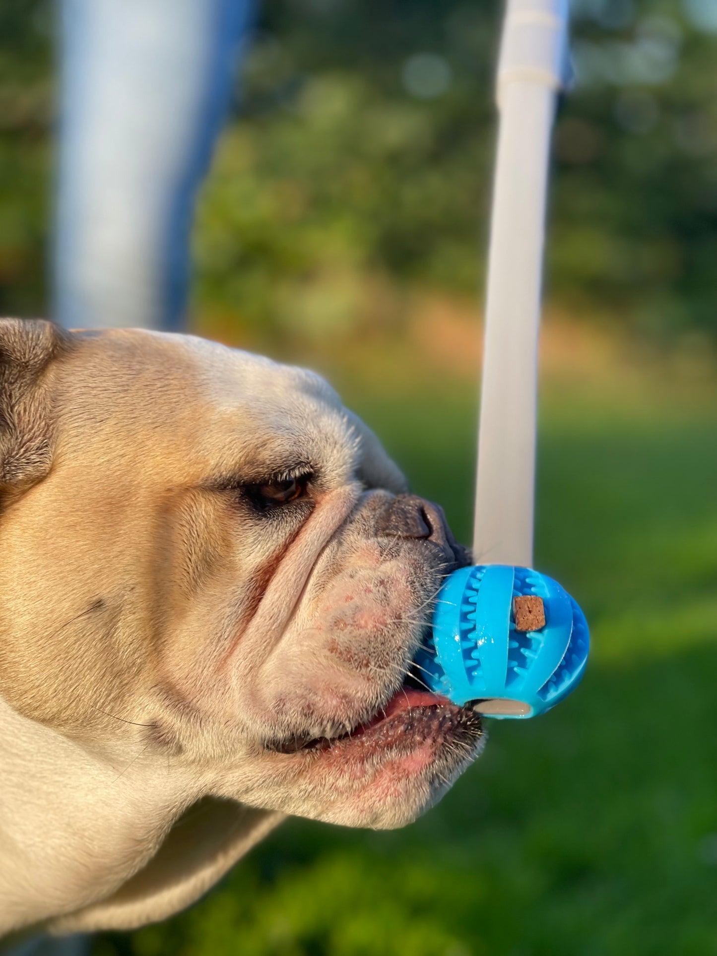 SnackStick – Der ausziehbare Leckerli-Trainer