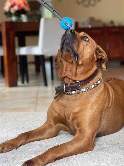 SnackStick – Der ausziehbare Leckerli-Trainer